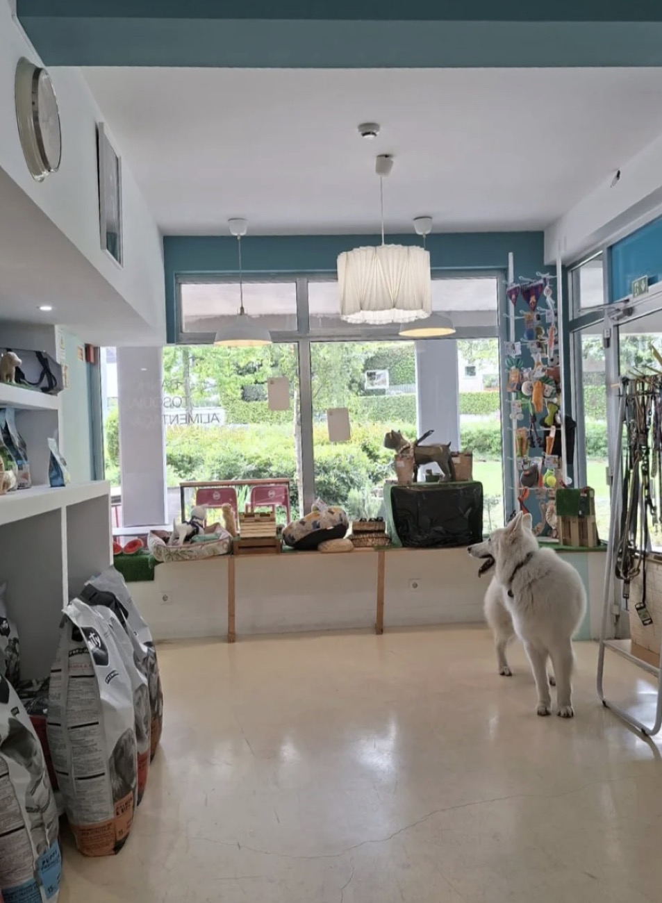 Interior da loja Dog Lovers na Foz do Douro, com prateleiras de ração, acessórios e um cão