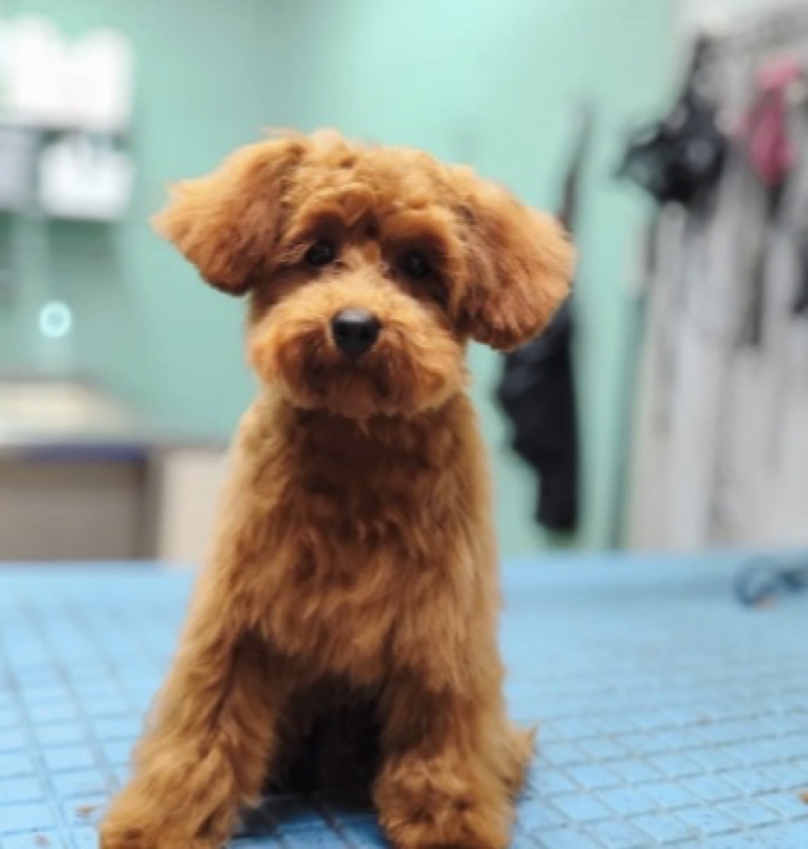 Cão com pelo hidratado e brilhante