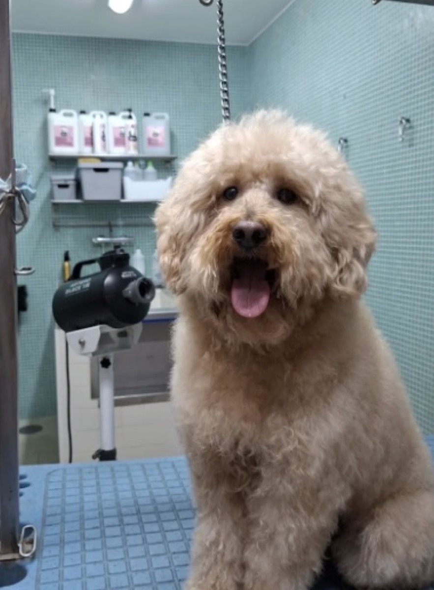 Cão depois da tosquia à raça
