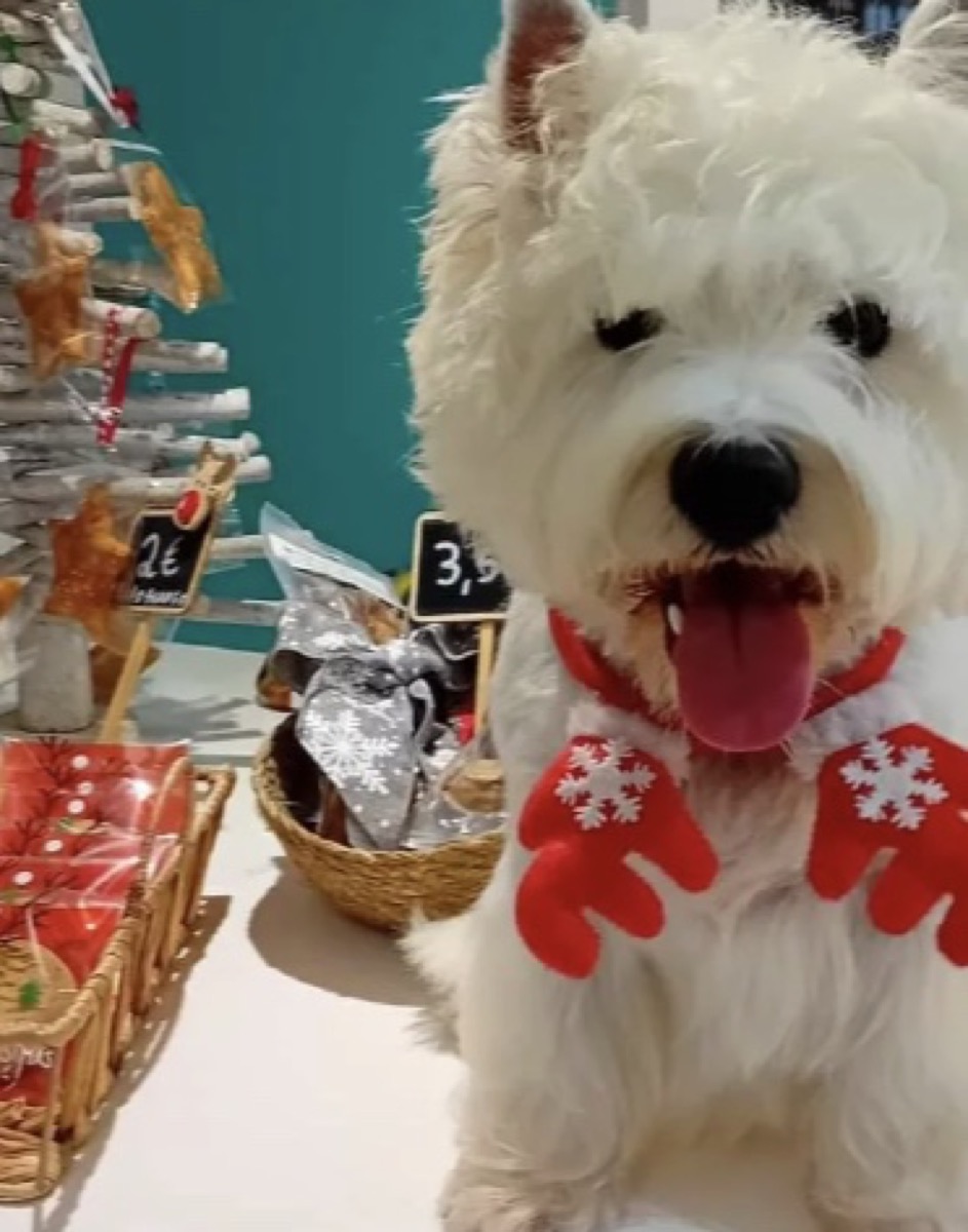 Produtos e acessórios para animais na Dog Lovers