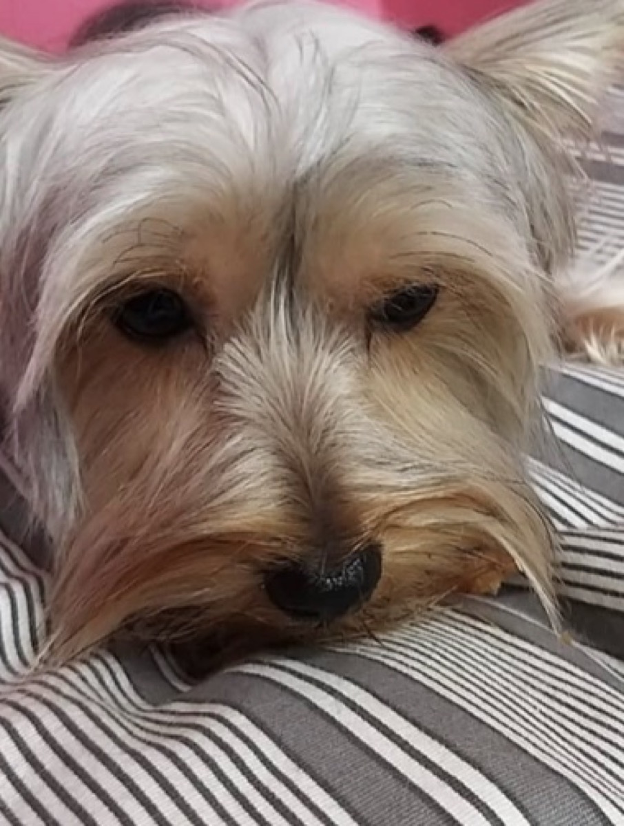 Cão de pelo comprido escovado