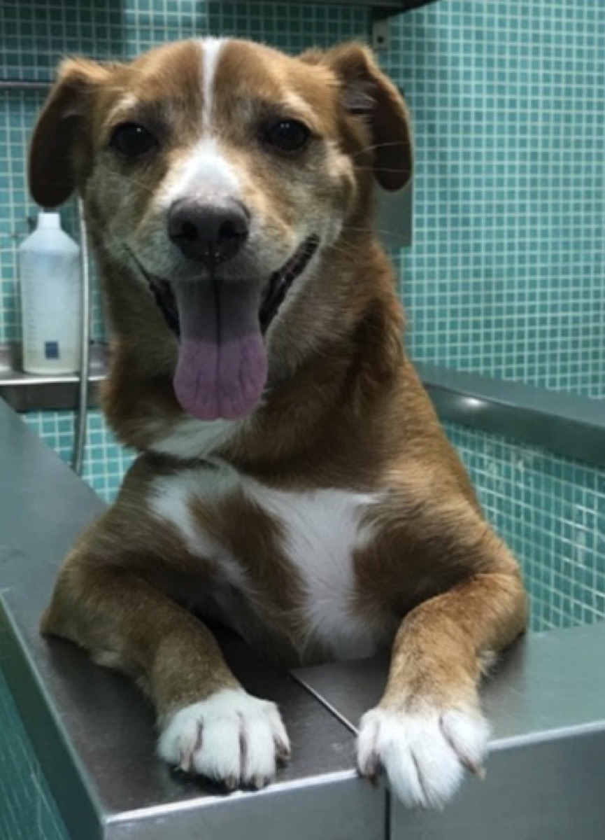 Cão molhado na banheira da Dog Lovers