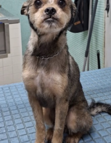 Cão pronto depois do banho na Dog Lovers