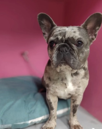 Bulldog francês na Dog Lovers