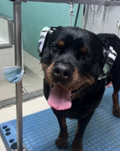 Animal na Dog Lovers, Foz do Douro
