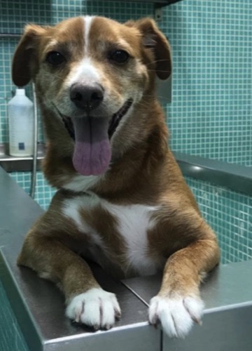 Cão na banheira da Dog Lovers