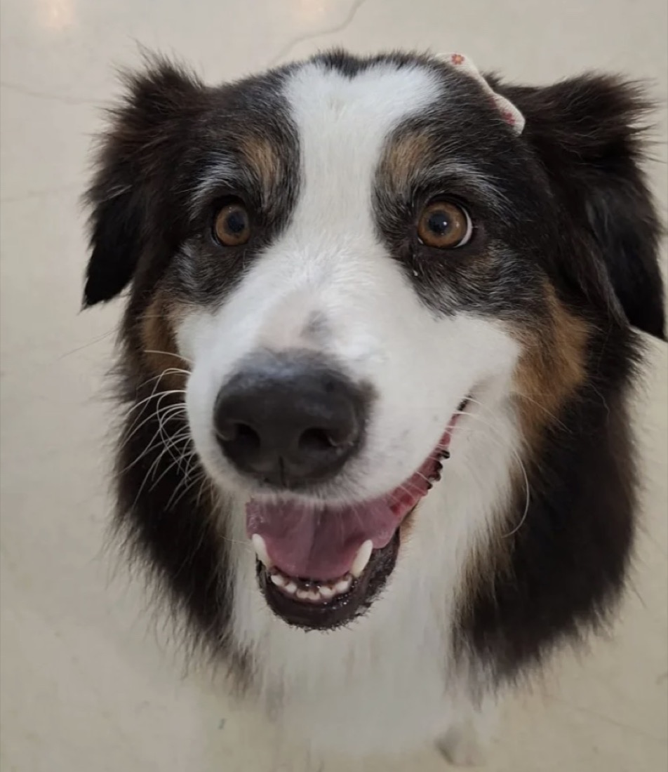 Cão a sorrir para a câmara na Dog Lovers, na Foz do Douro